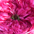 Rózsaszín - Történelmi - centifolia rózsa - Rose des Peintres